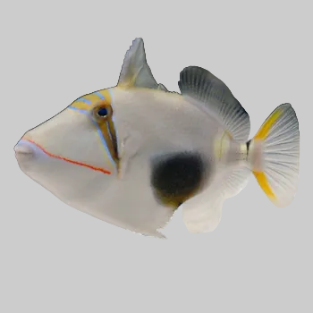 Bursa Triggerfish