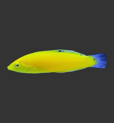 Canary Wrasse