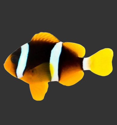 Clarkii Clownfish