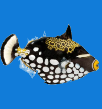 Clown Triggerfish