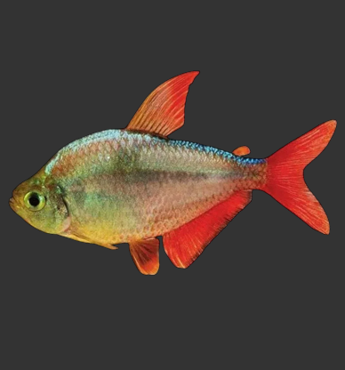 Columbian Red Fin Tetra (Hyphessobrycon columbianus)
