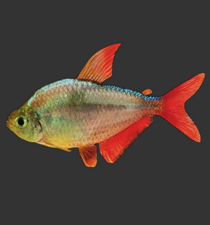 Columbian Red Fin Tetra (Hyphessobrycon columbianus)