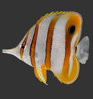 Copperband Butterflyfish