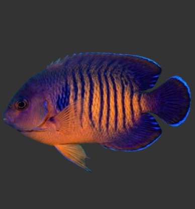 Coral Beauty Angelfish