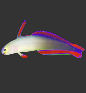 Purple Firefish (Decora Goby