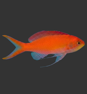 Dispar Anthias