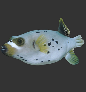 Dogface Puffer