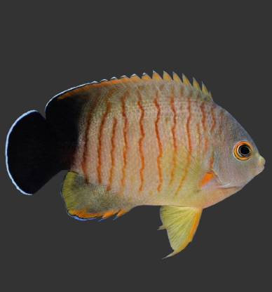 Eibli (Red Striped) Angelfish