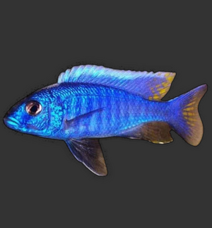Electric Blue Johanni (Pseudotropheus johannii