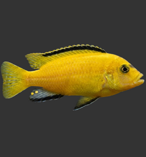 Electric Yellow (Labidochromis caeruleus)
