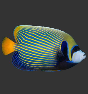 Emperor Angelfish