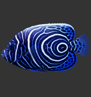 Emperor Angelfish