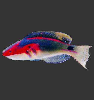 Exquisite Fairy Wrasse