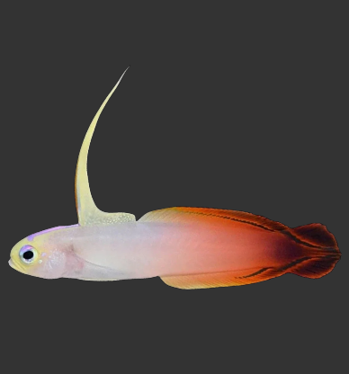Firefish Goby