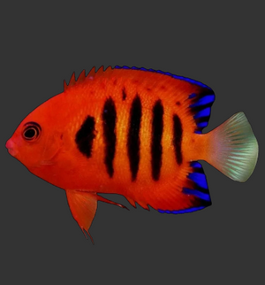 Flame Angelfish
