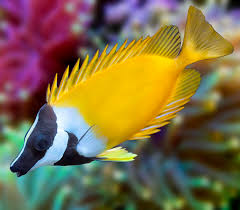 Standard (Lo) Foxface Rabbitfish