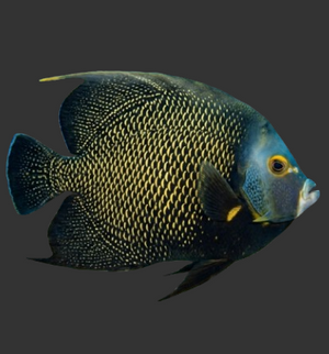 French Angelfish