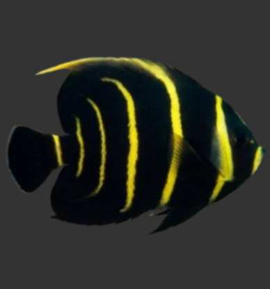 French Angelfish