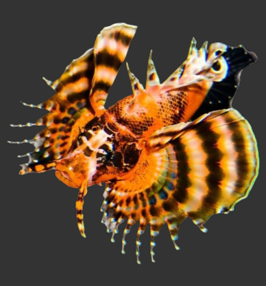 Fu Manchu Lionfish