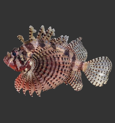 Fuzzy Dwarf Lionfish