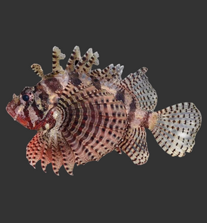 Fuzzy Dwarf Lionfish