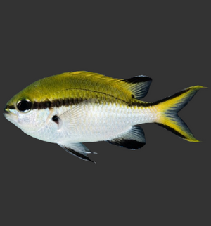 Barrier Reef Chromis