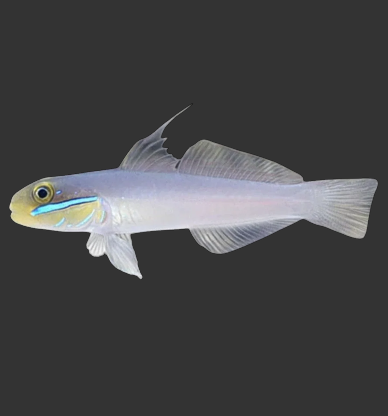 Gold Head Sleeper Goby