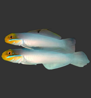 Gold Head Sleeper Goby