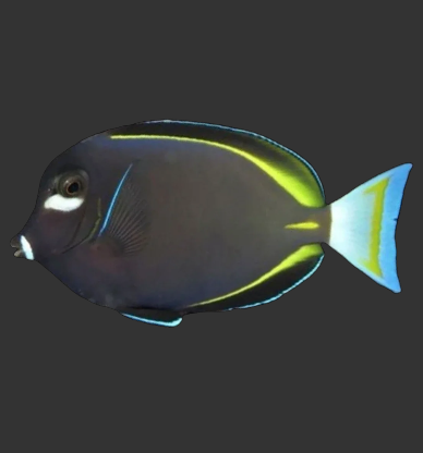Whitecheek / Gold rim Tang