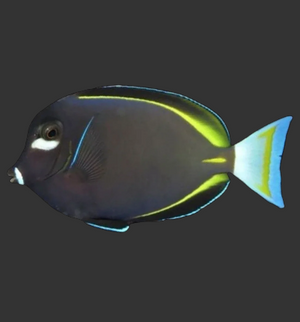 Whitecheek / Gold rim Tang