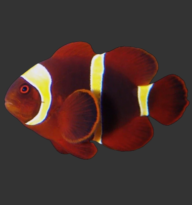Gold Stripe Maroon Clownfish