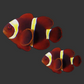 Gold Stripe Maroon Clownfish