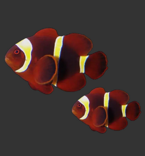 Gold Stripe Maroon Clownfish