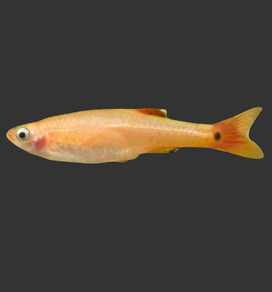 Gold White Cloud Mountain Minnow (Tanichthys albonubes var.)
