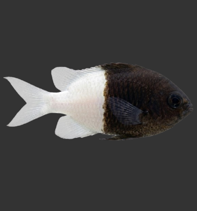 Half and Half Chromis