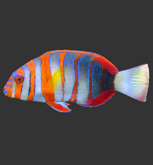 Harlequin Tuskfish