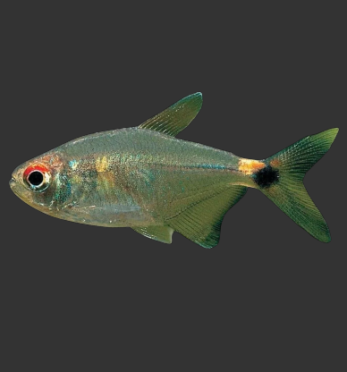 Head & Tail Light Tetra (Hemigrammus ocellifer)