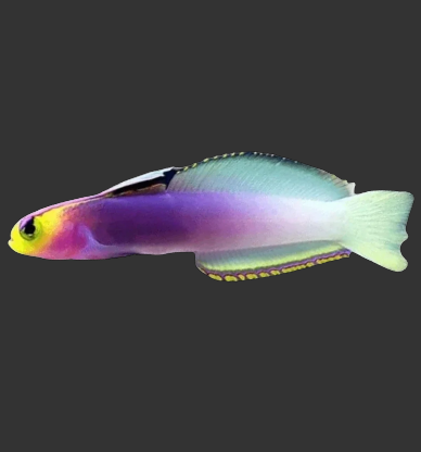 Helfrichi Firefish (Goby)