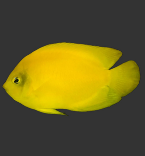 Herald's Angelfish