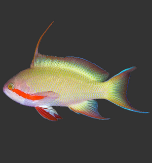 Hutchi Anthias