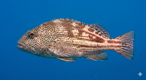 Forsters Hawkfish