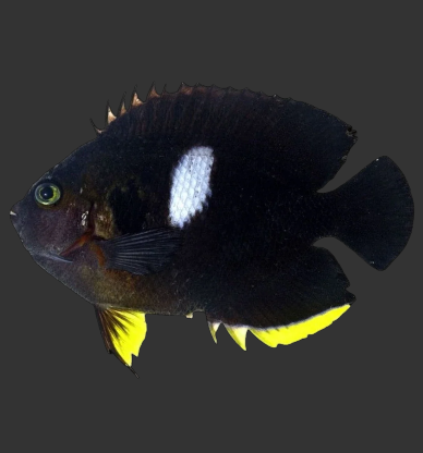 Keyhole Angelfish