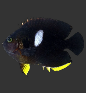 Keyhole Angelfish