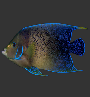 Koran Angelfish