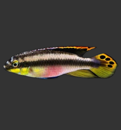 Kribensis (Pelvicachromis pulcher)