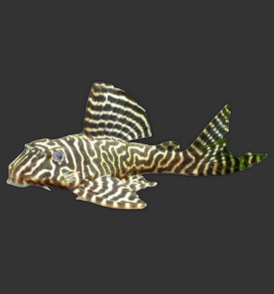 L340 Mega Clown Pleco (Hypancistrus sp.)