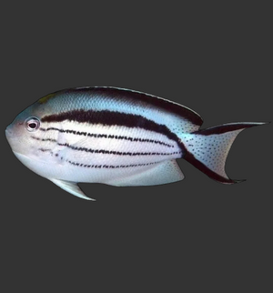 Lamarck's (Black Stripped) Angelfish
