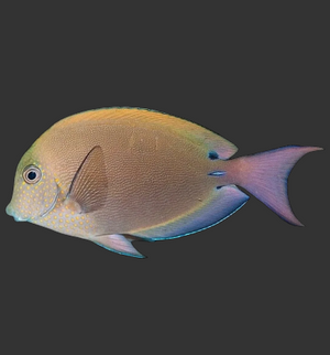 Lavender Tang