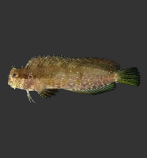 Lawnmower Blenny