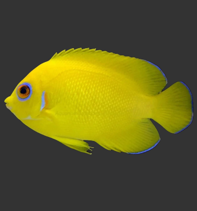 Lemonpeel Angelfish